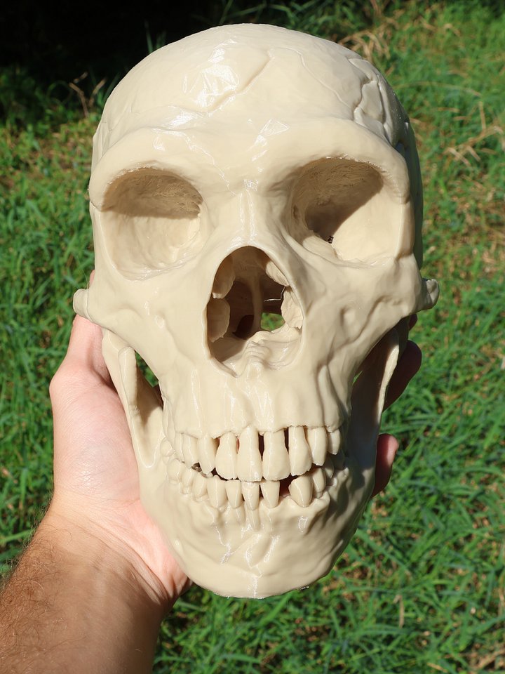 Neanderthal Skull Replica Unpainted product image (2)