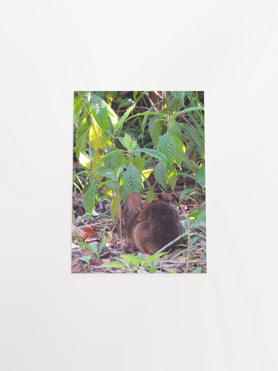 Marsh Rabbit product image (53)