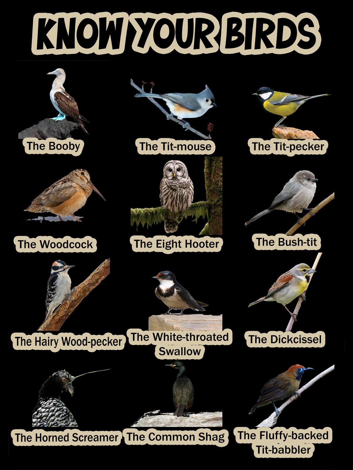 Know your birds product image (1)