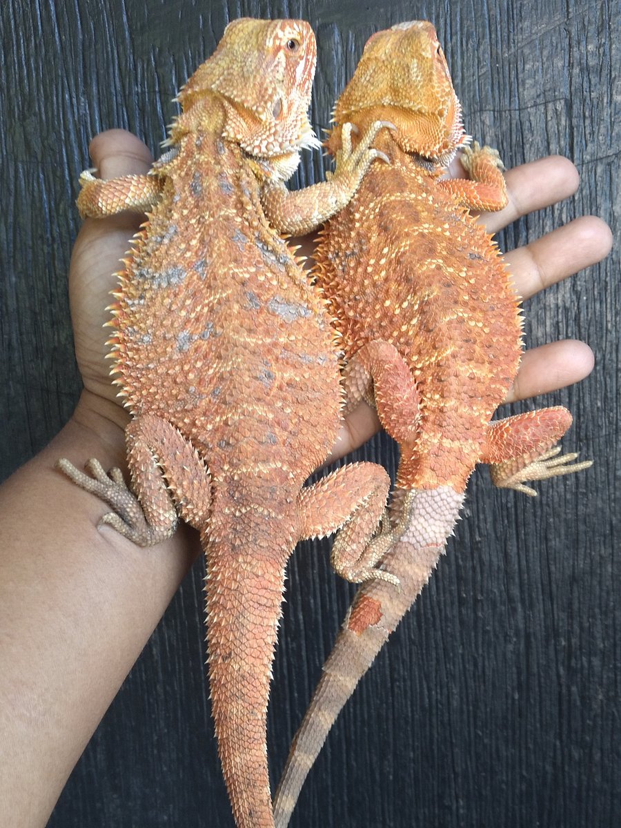 Breaded Dragon product image (1)