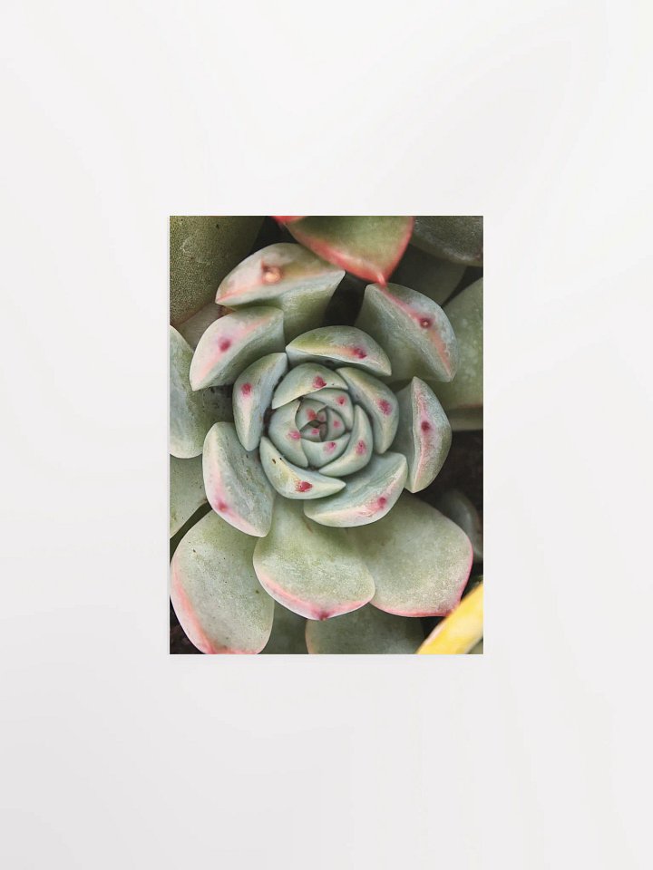 Red Tipped Succulent Paper Poster product image (1)