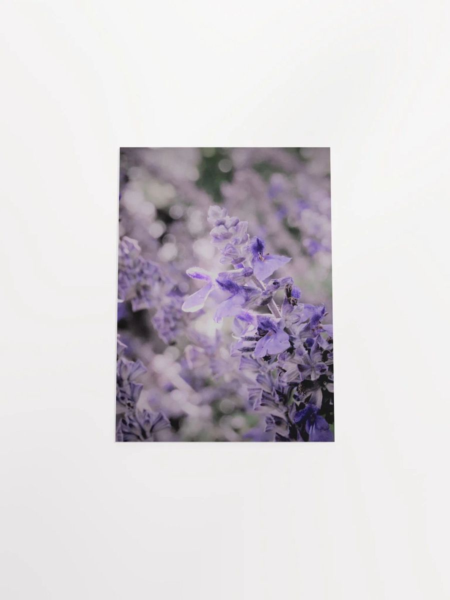Wisteria 3 product image (51)