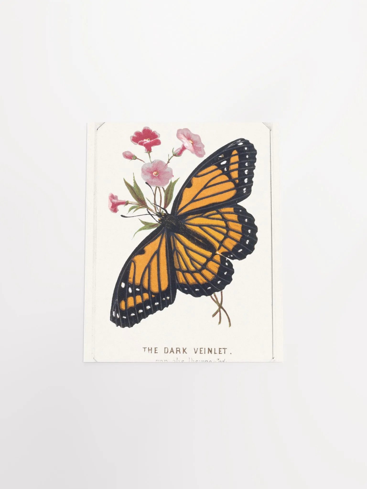 The Dark Veinlet product image (21)