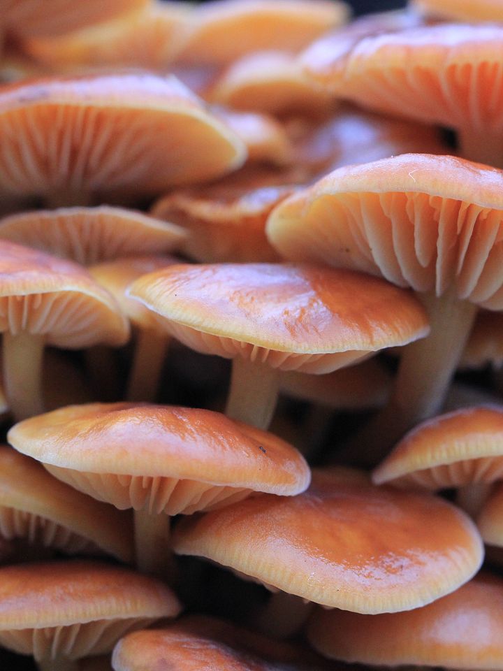 Fungi Image Collection product image (2)