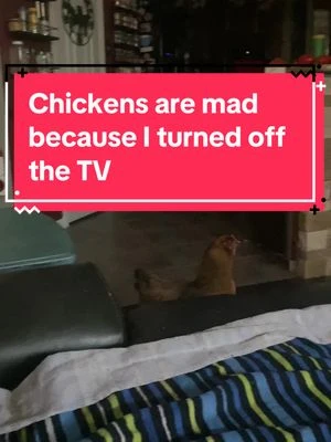 Two of my girls have some issues right now, so we brought them in the house to keep an eye on them and give them a chance to heal. They got mad because I turned the TV off 🙄 #funnychickens #housechicken 