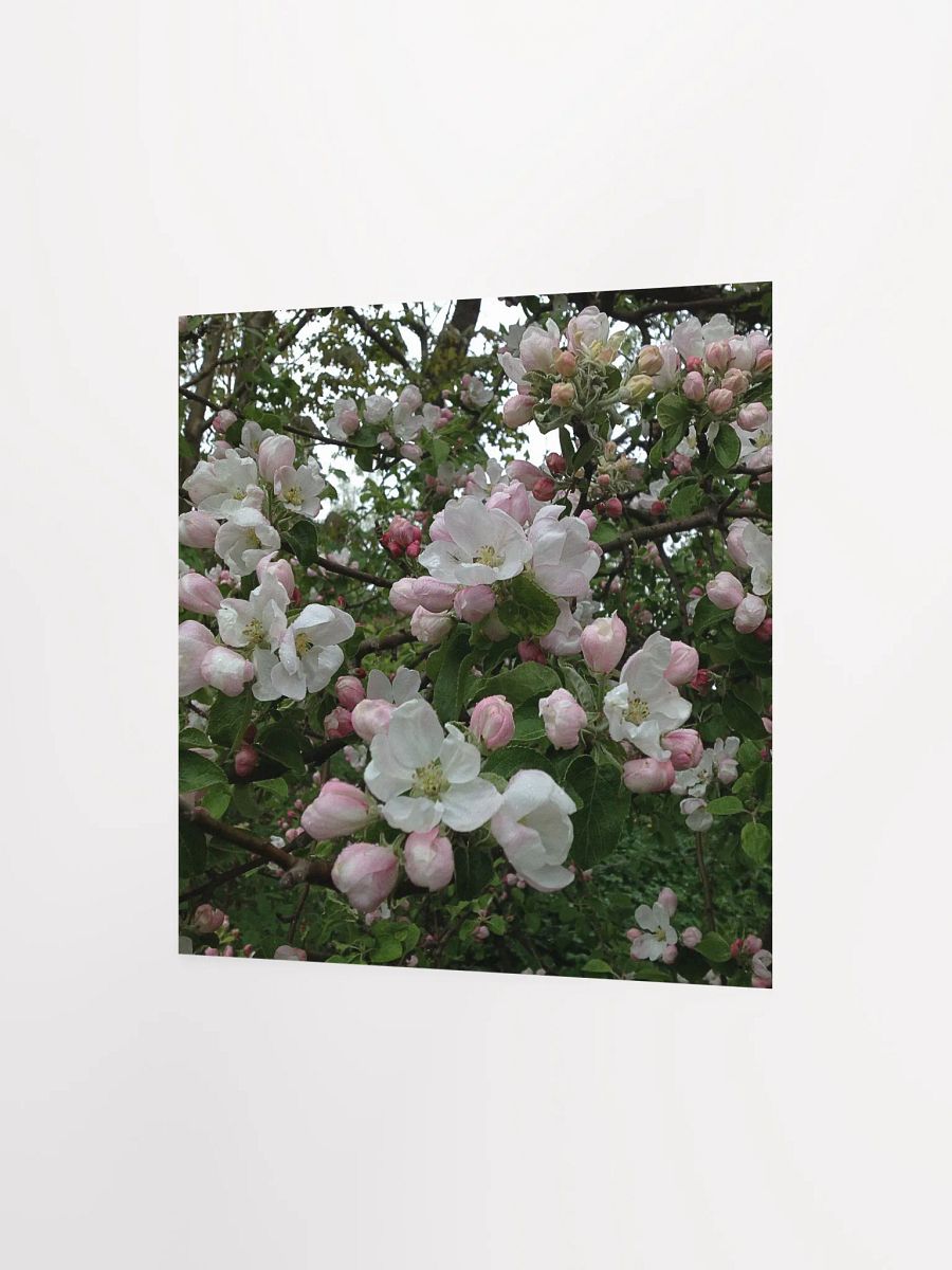 Apple Blossoms III product image (2)