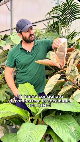 Funziona.
•
•
•
#plantlover #legeorgiche #piantedainterno #giardinaggio #outdoordecor #cocciniglia
