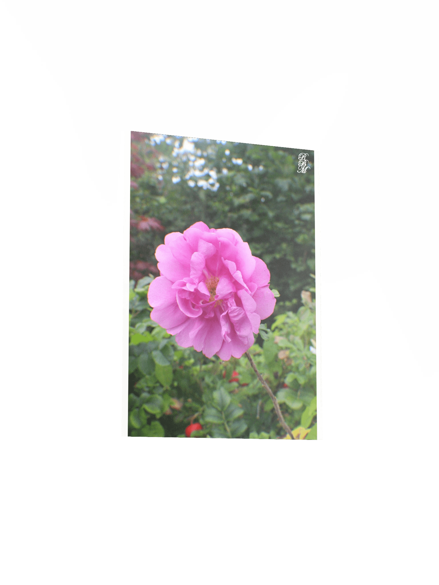 A Single Pink Flower product image (16)