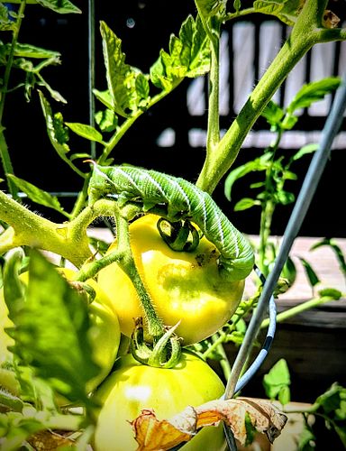 What..Da..BuG!? I really took this picture y'all 

This monster is having a free for all in the garden😑🫠

#WhatDaBuG #nature ...