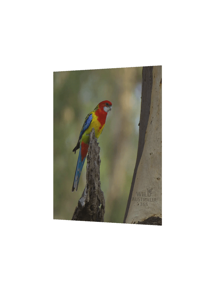 Eastern Rosella. product image (6)