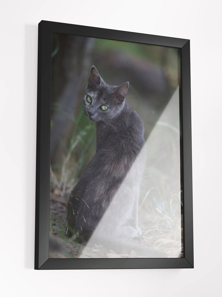 Mysterious black cat product image (6)