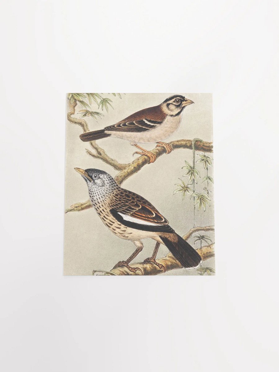 Two Birds - Twee vogels op takken product image (28)