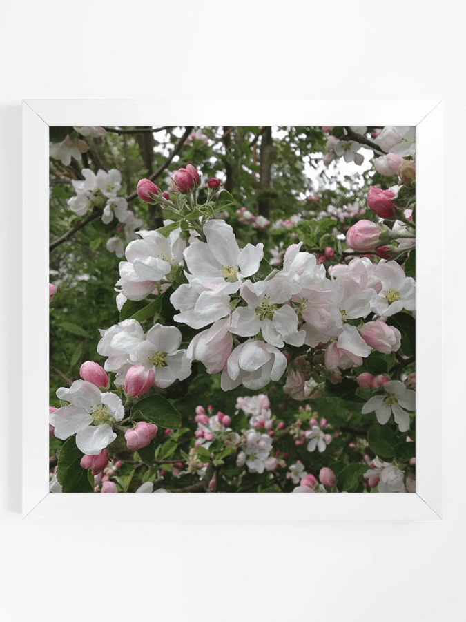 Apple Blossoms I product image (1)