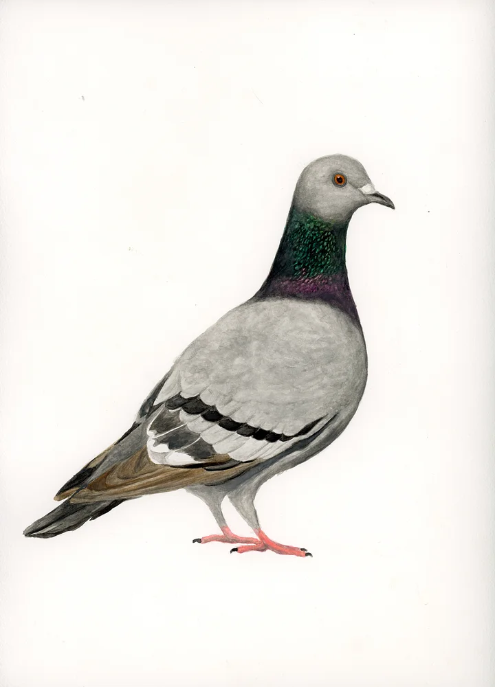 Pibben - ORIGINAL product image (1)