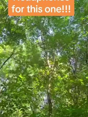 This sent shivers down my spine! So human like but not.. #Keepclimbing #bigfoot #viralvideo #fyp 