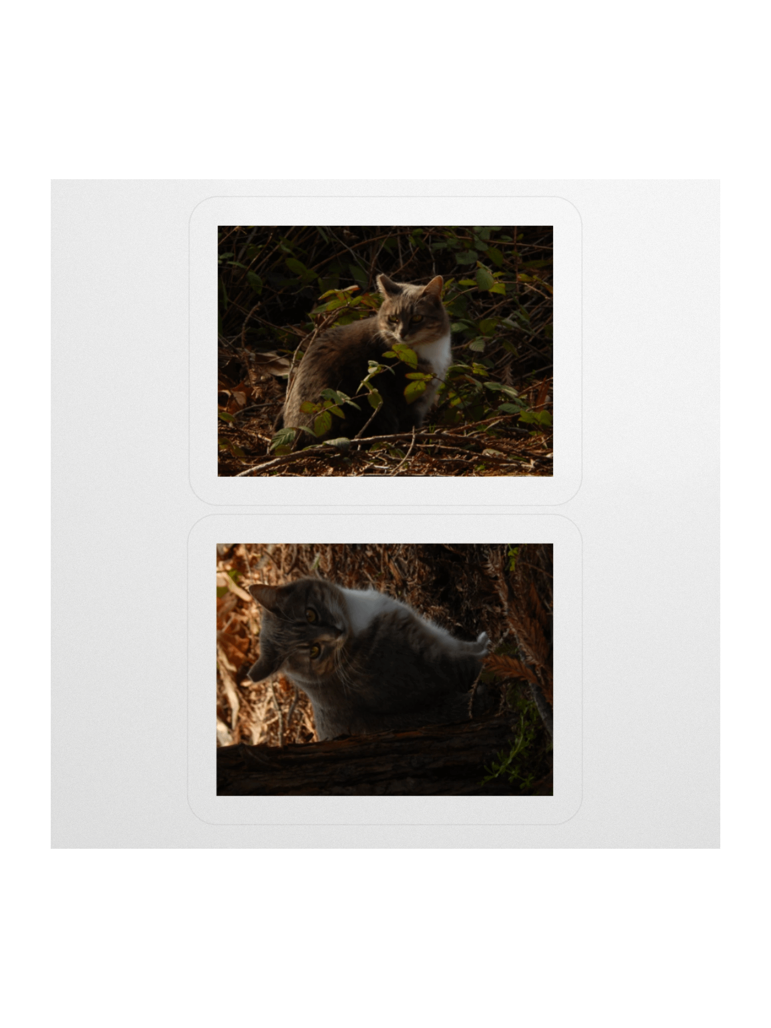 Forest Kitty - Sticker Sheet product image (1)