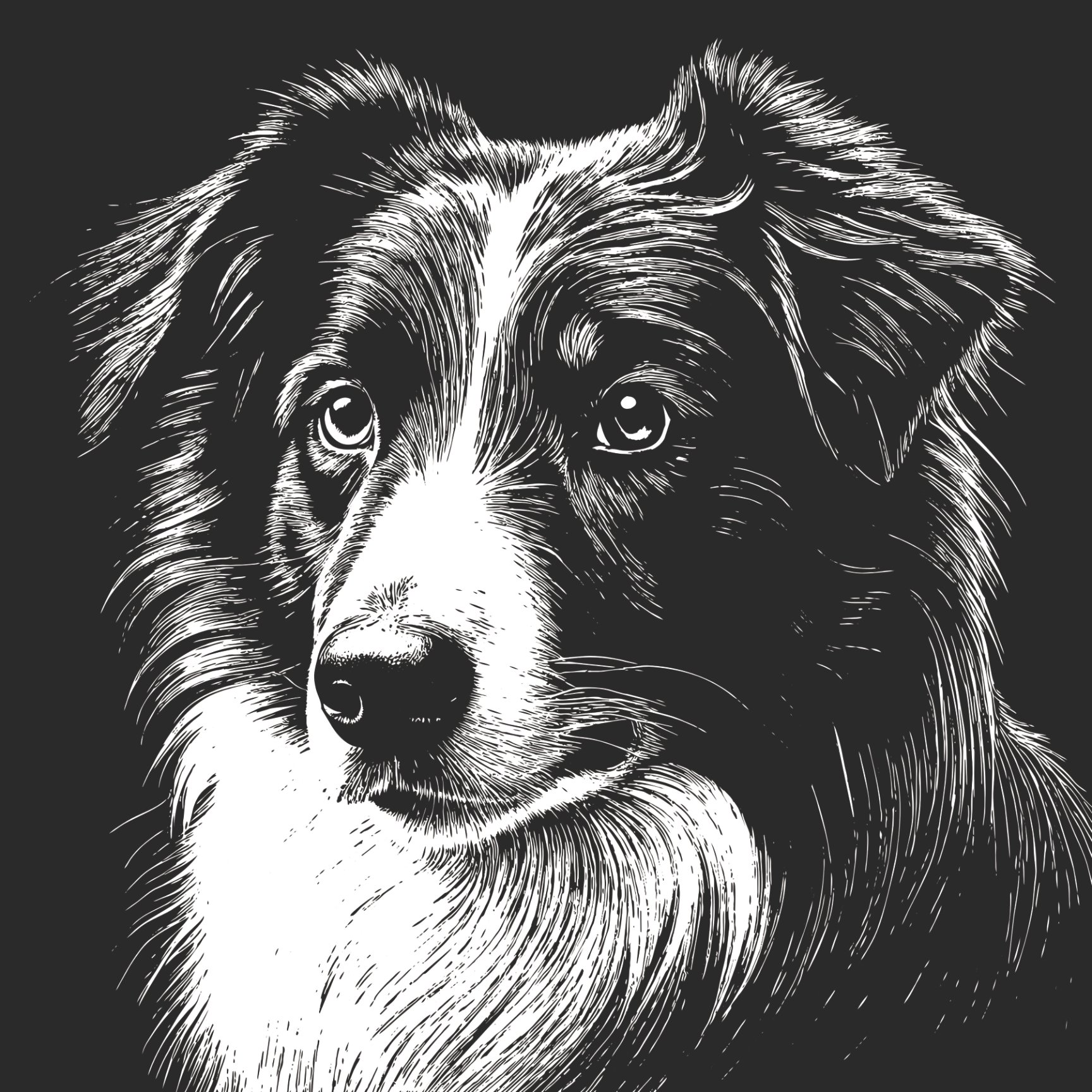 Australian Shepherd Pencil Sketch-24x24x300 product image (1)