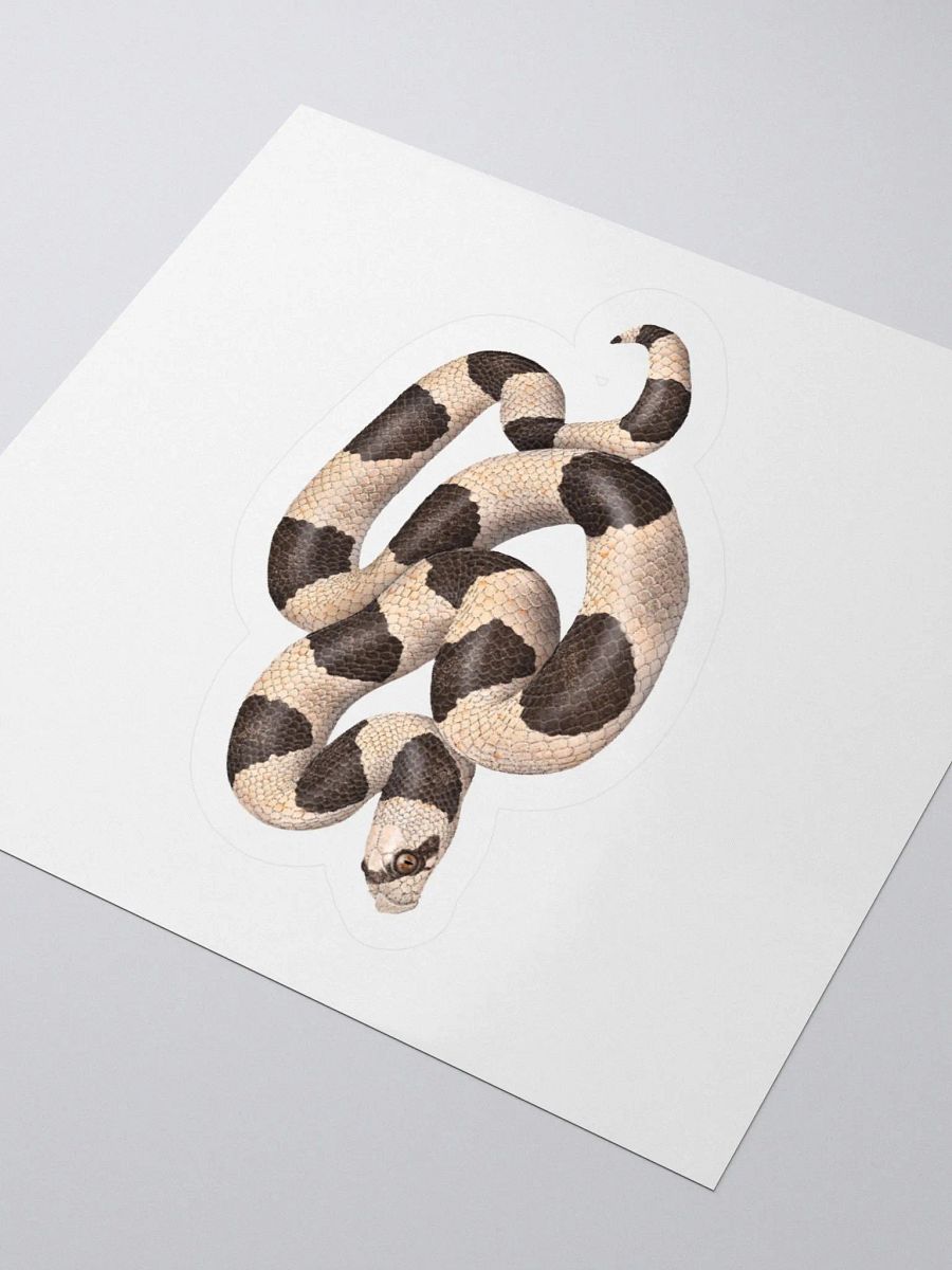 Die-Cut Sticker – Saddled Leaf-nosed Snake product image (8)