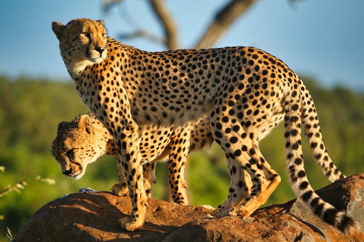 Cheetah product image (1)