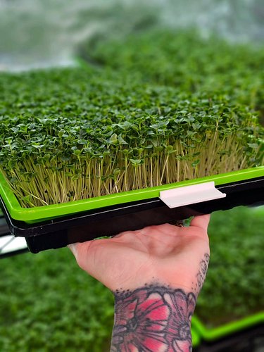 🌱 Did you know a small handful of kale microgreens can pack a serious nutritional punch? 👀

Studies show that about 1 ounce c...