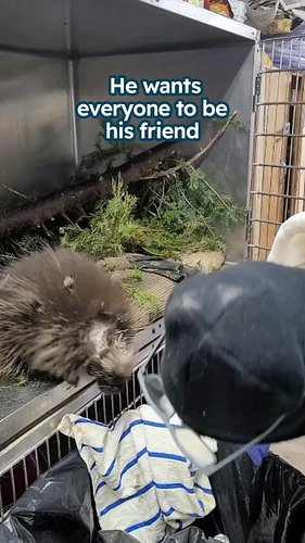 Tiny porcupine won’t stop talking!

Special thanks to Jennifer and Baybee: @misfits_rehab

#porcupinerescue #wildanimalrescue...
