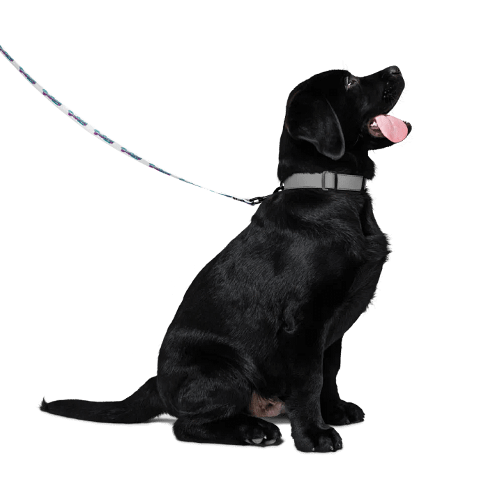 ASMR Destiny Pet Leash product image (2)