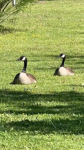 Today's cute animal couple: These Canada Geese are letting a third-wheel hang out. #relationshipgoals #cuteanimals #ottawa #b...