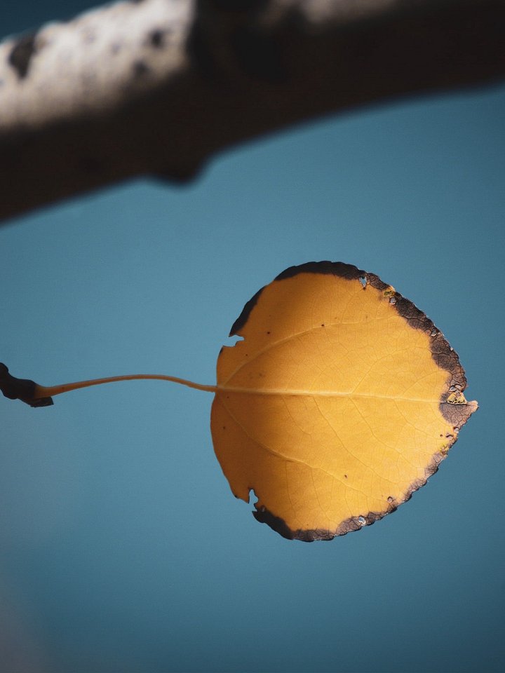Louis the Leaf product image (2)