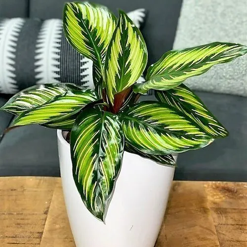 Plants for sale product image (1)