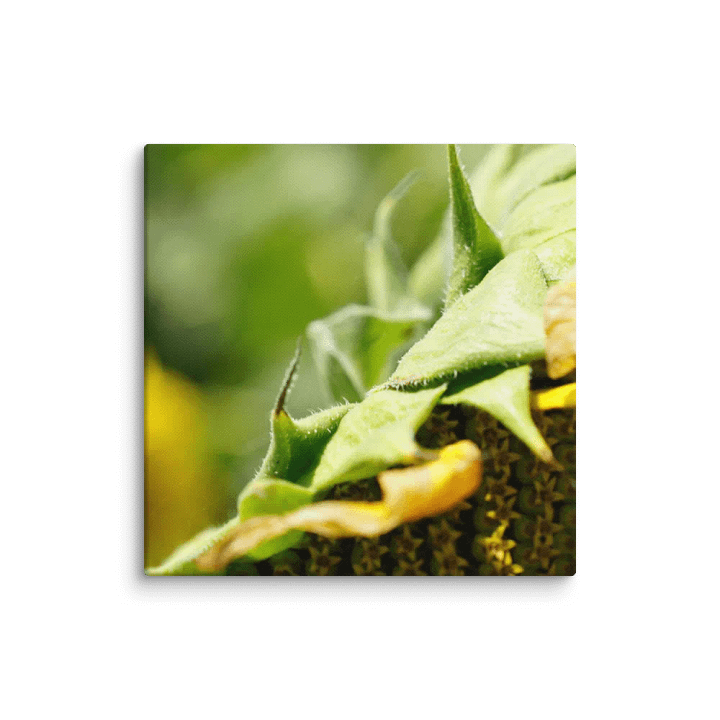 Sunflower Canvas product image (2)