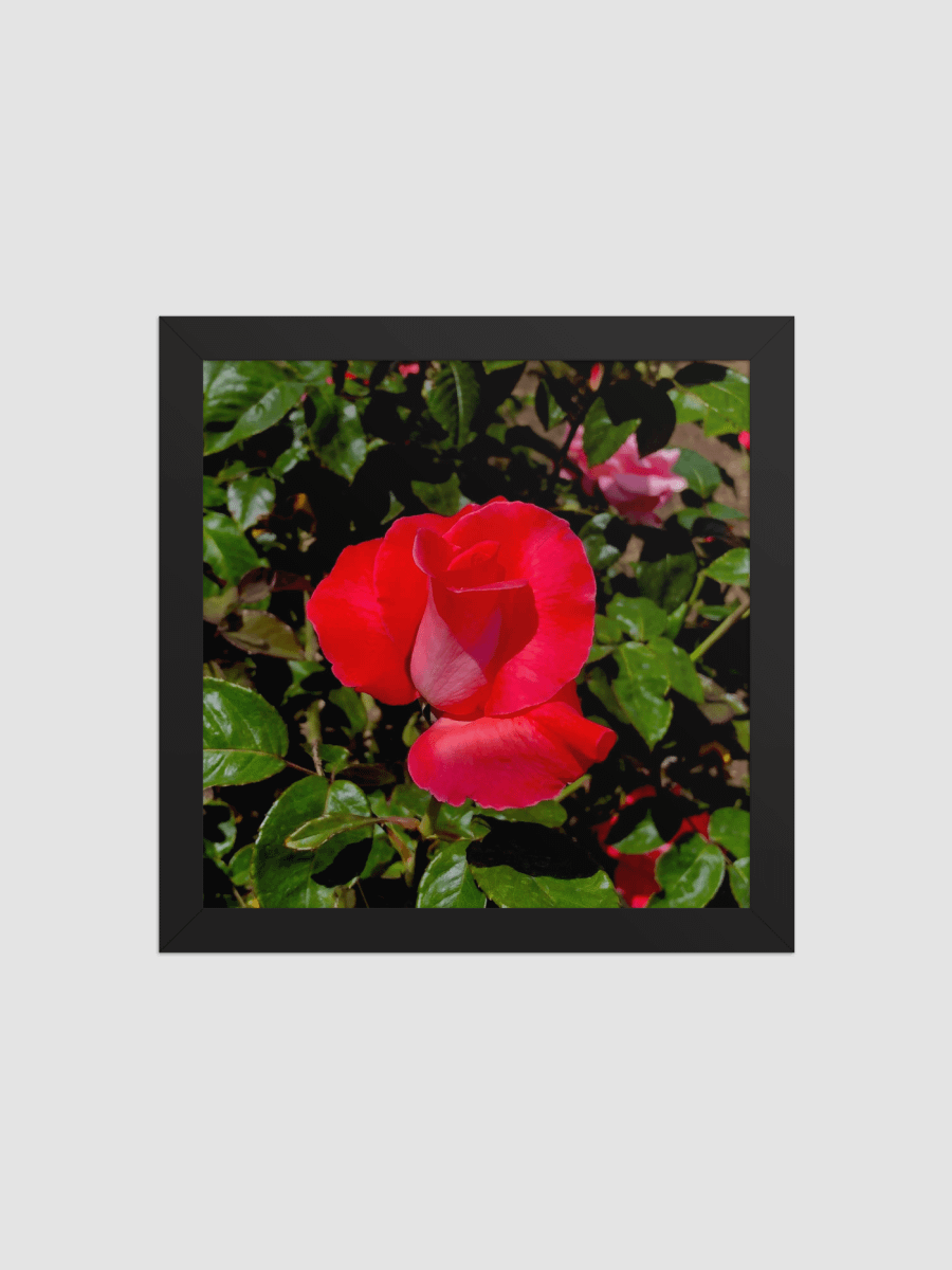 Blooming rose Framed photography Poster product image (1)