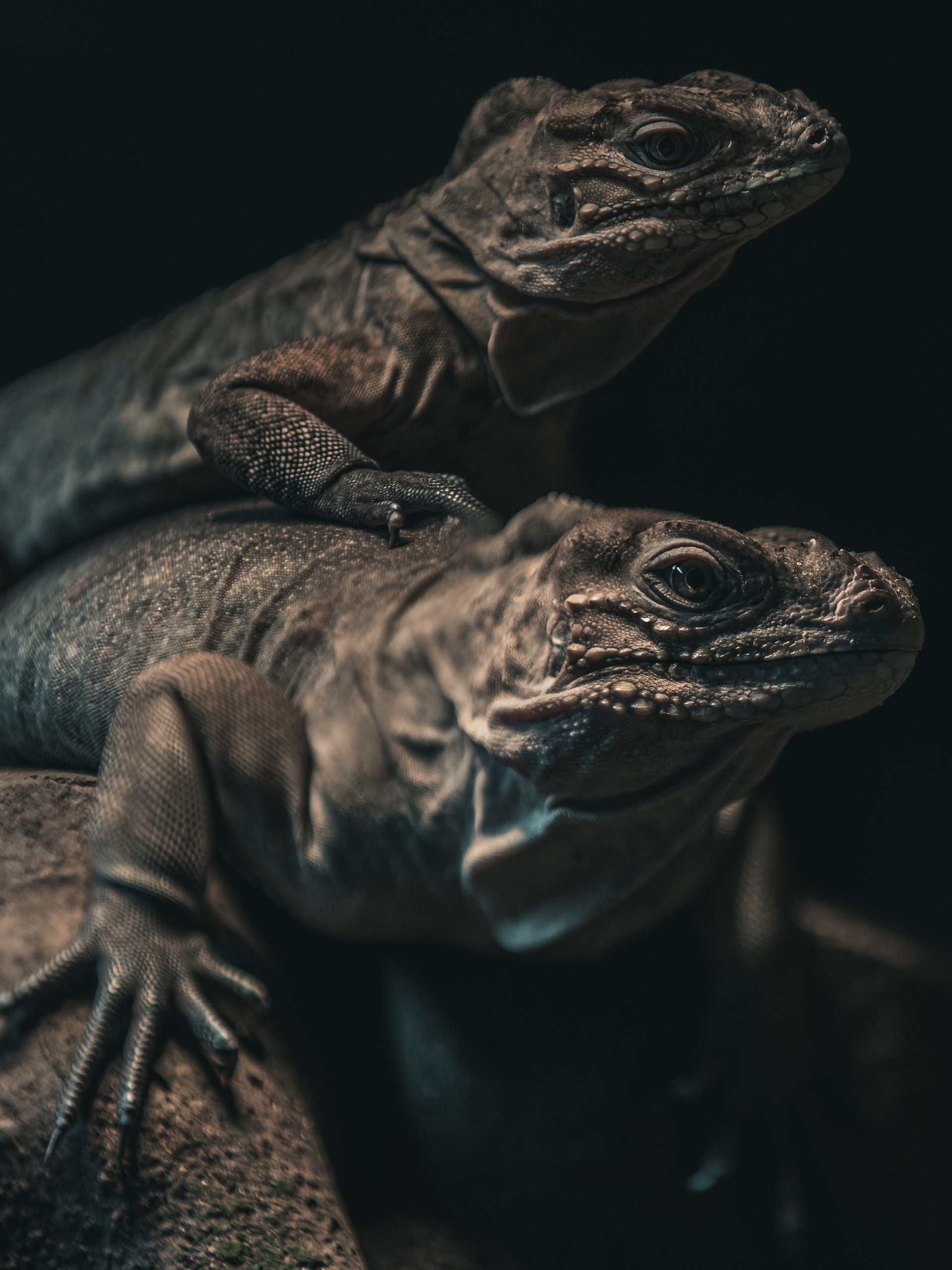 Baby Rhino Iguanas #2 product image (1)