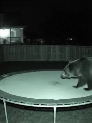 The Same Bear Back At Night #bear #animalsoftiktok #animals 