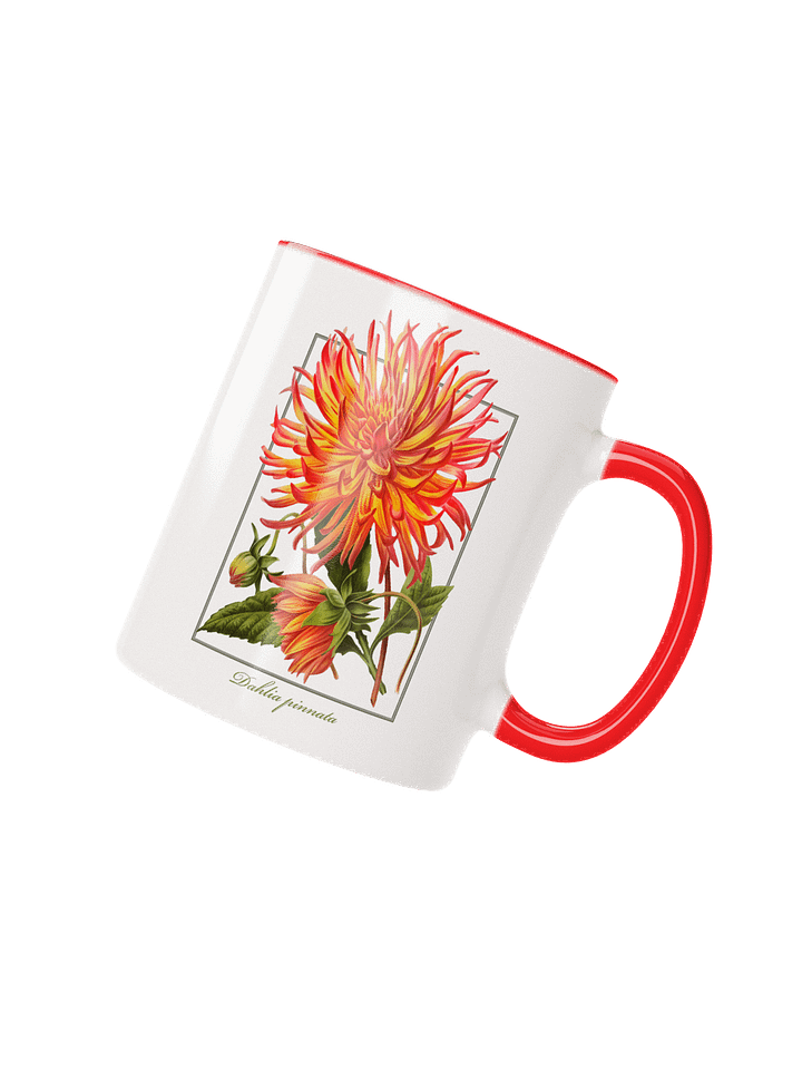 Cactus Dahlia (Dahlia pinnata) Flower - ceramic mug product image (4)