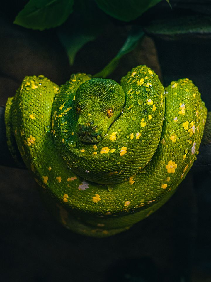 Green Tree Python #3 product image (1)