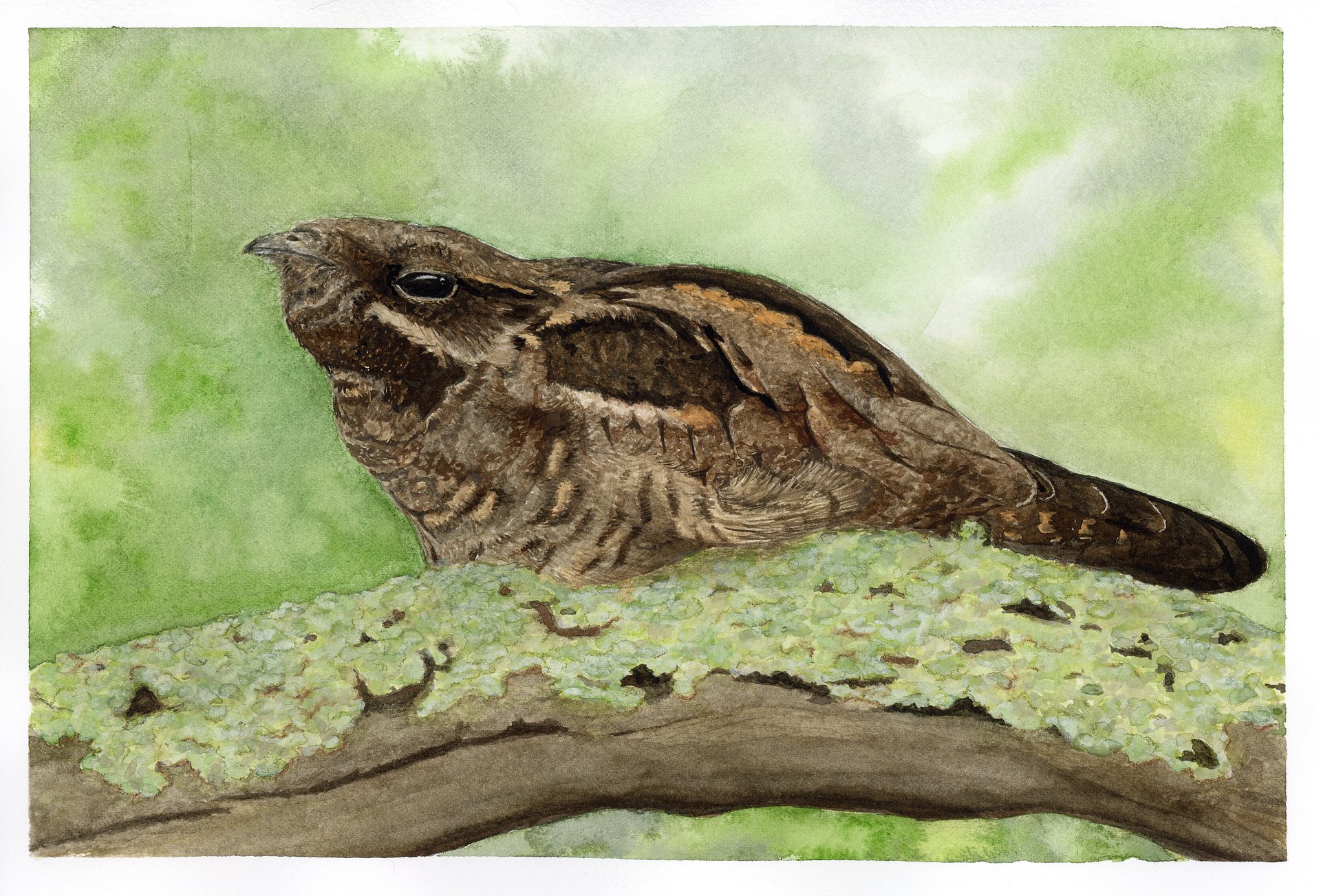 Nightjar - ORIGINAL product image (1)