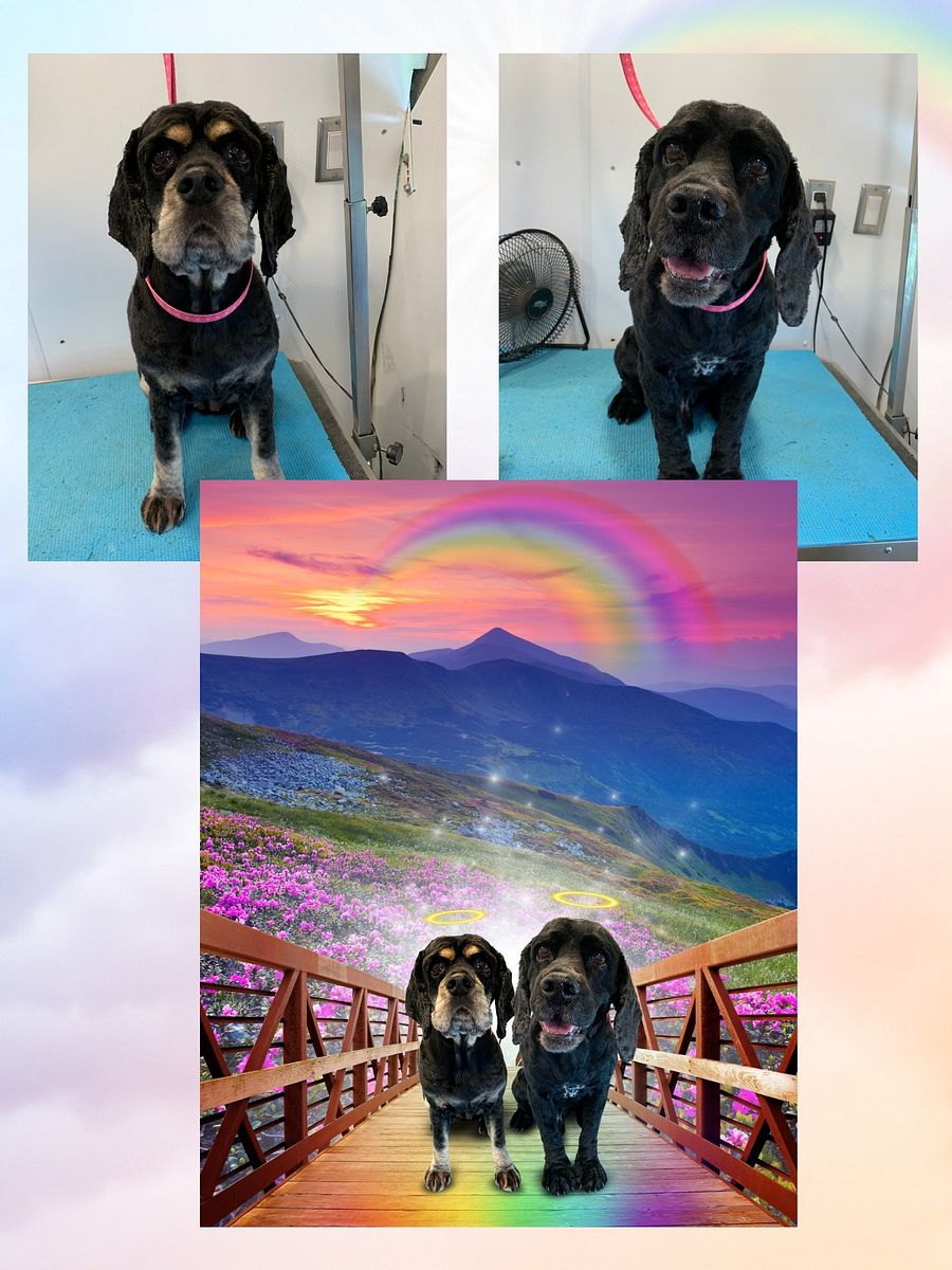 Rainbow Bridge Custom Portrait product image (5)