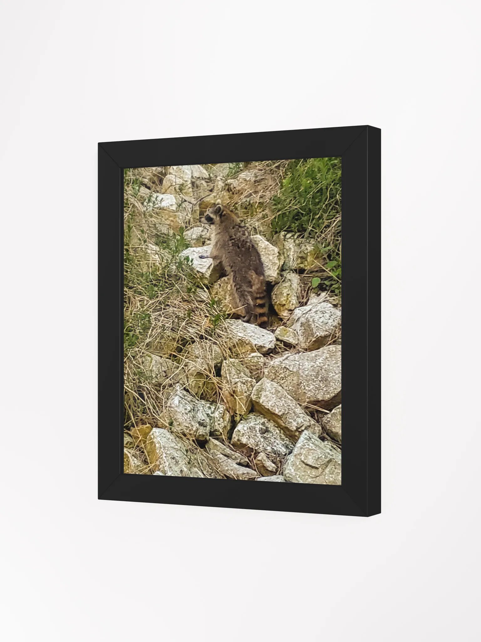 Curious Raccoon Framed Matte Poster product image (13)