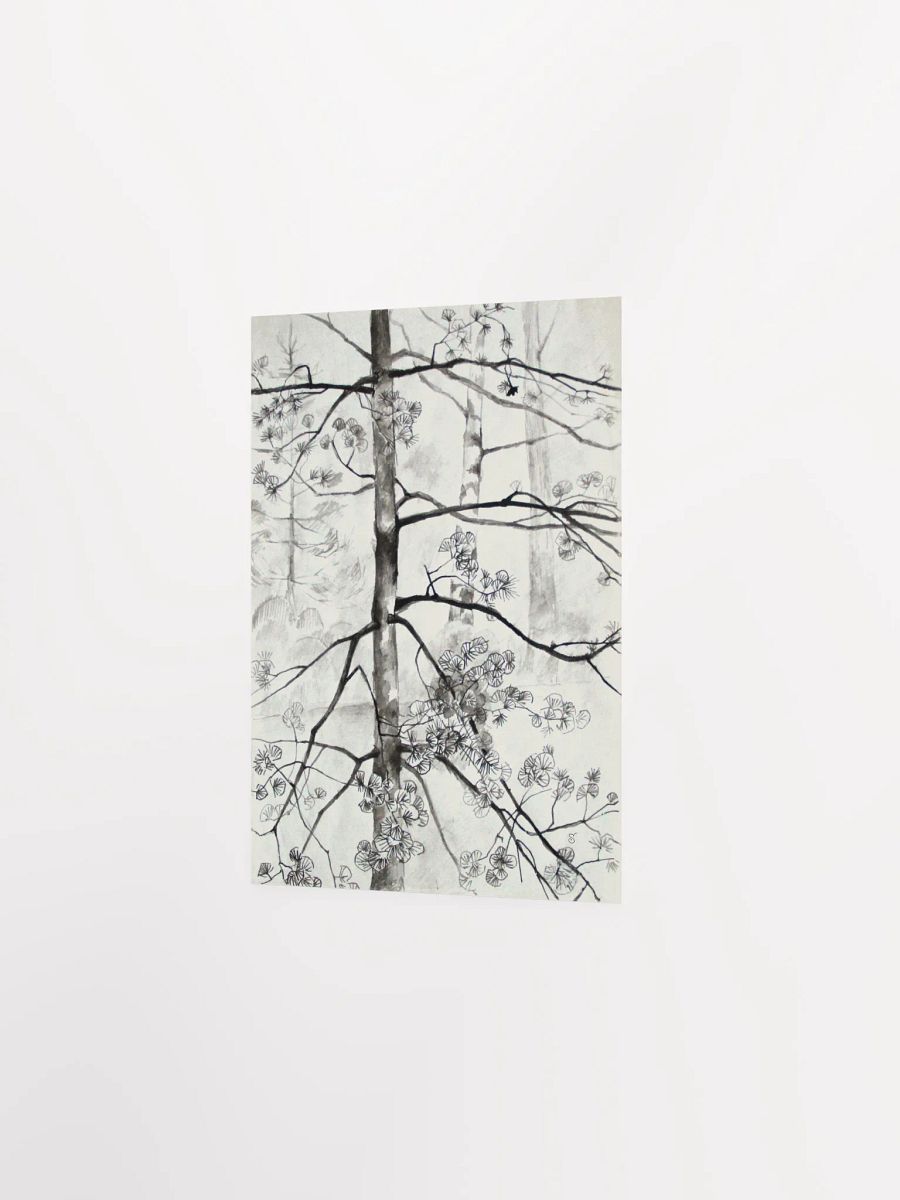 Young Pine Tree Sketch Poster - Young Pine Tree product image (2)