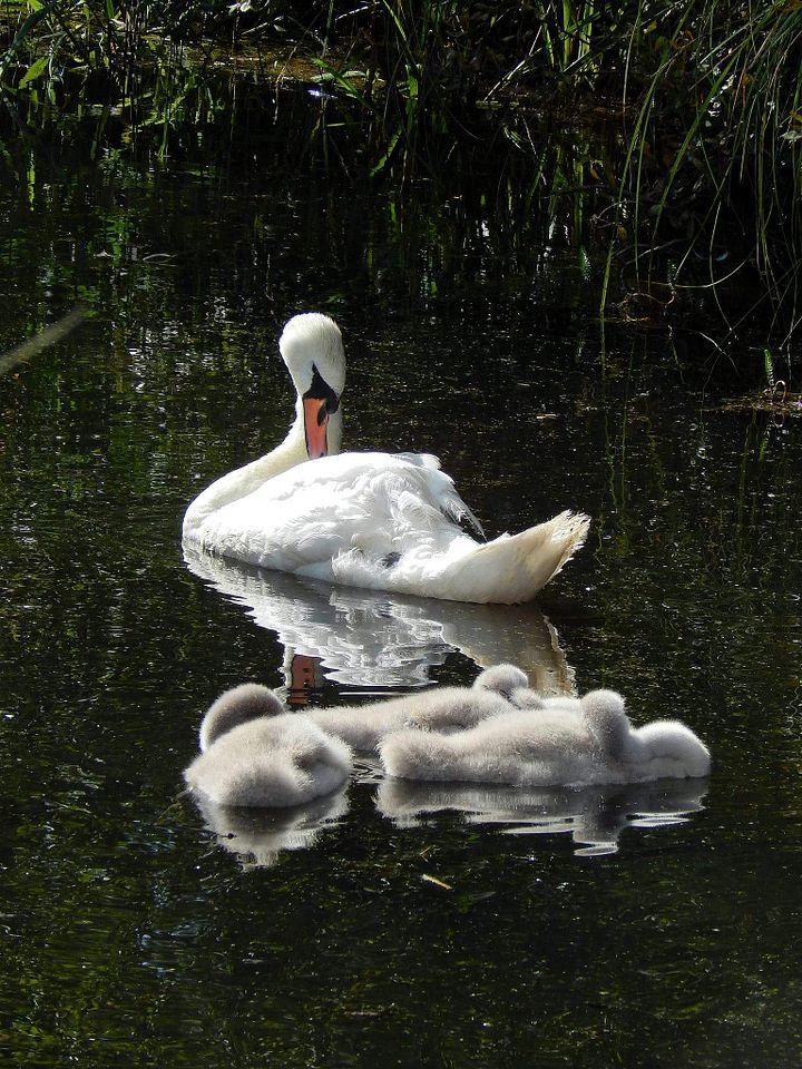 Swan and cygnets product image (1)