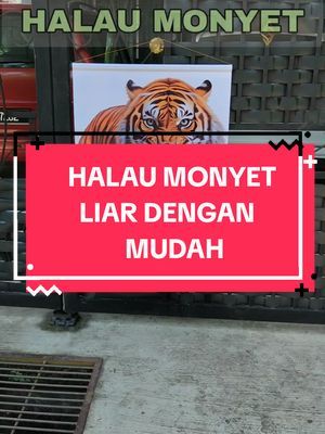 𝐂𝐀𝐑𝐀 𝐇𝐀𝐋𝐀𝐔 𝐌𝐎𝐍𝐘𝐄𝐓 𝐋𝐈𝐀𝐑, 𝐌𝐔𝐃𝐀𝐇 𝐃𝐀𝐍 𝐌𝐔𝐑𝐀𝐇, 𝐁𝐄𝐑𝐊𝐄𝐒𝐀𝐍!! Sila beli Poster Pak Belang aka Rimau Malaya. Kemudian, gantung depan pagar rumah dan pasangkan audio suara ngauman Pak Belang dengan volume kuat! insya-Allah, monyet liar akan takut dan tak berani turun dari pokok..😂😂 #monyetliar #halaumonyet  #posterharimau 