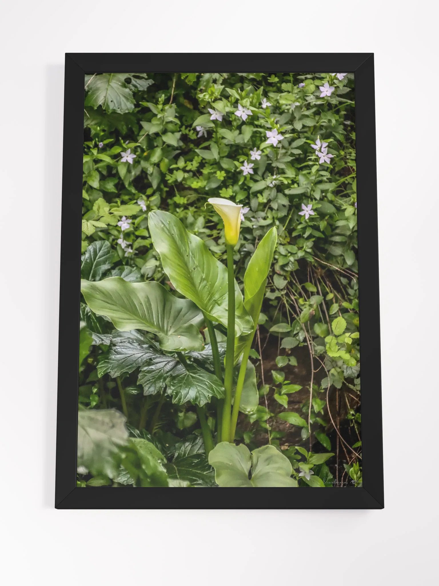 🌿Print Fine Art Photography - The Whisper of the Calla – Jardin du Rayol 🌿 product image (7)