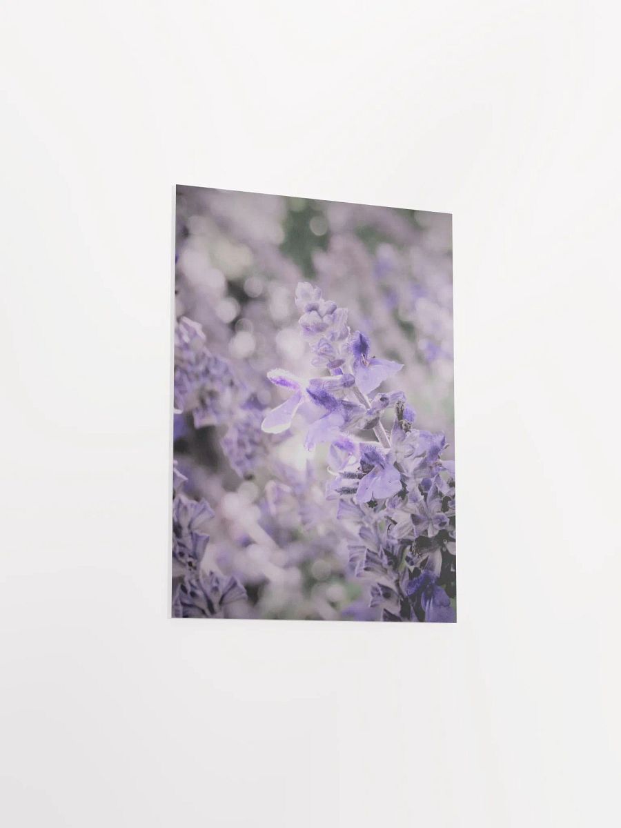 Wisteria 3 product image (32)
