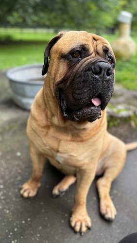 Perspective is everything! 👀 

How big is your dog? 
Can we pet your dog? 
Does your dog bite? 

We are friendly and love eve...