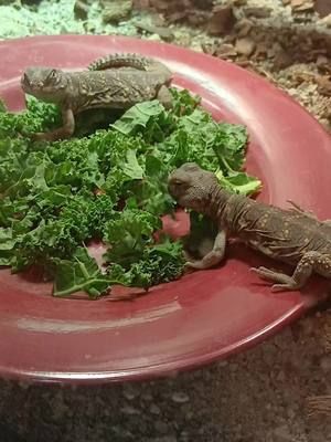 Dinner Time For My Friend's Babies  @VenomGirl1708 @kandinleam2445 