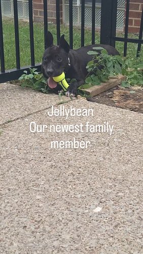 Jellybean is our newest member of the family 🖤🖤🖤. She's 2.5 years old. Thank you @citydogscle for this beauty!!! We shall che...