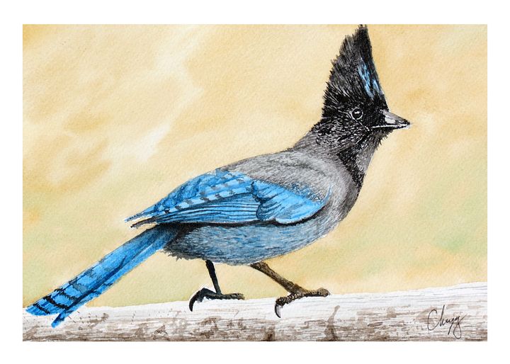 Stellars Jay Print product image (1)