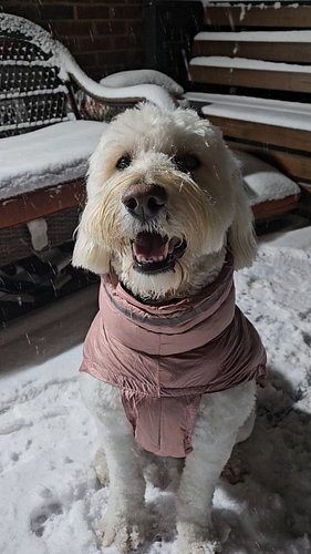 Snow Zoomies! ❄️ 

#goldendoodle #harleyquinn #snow #snowday #zoomies #dogsofinstagram #silly #happydog #doodlesofinstagram #...