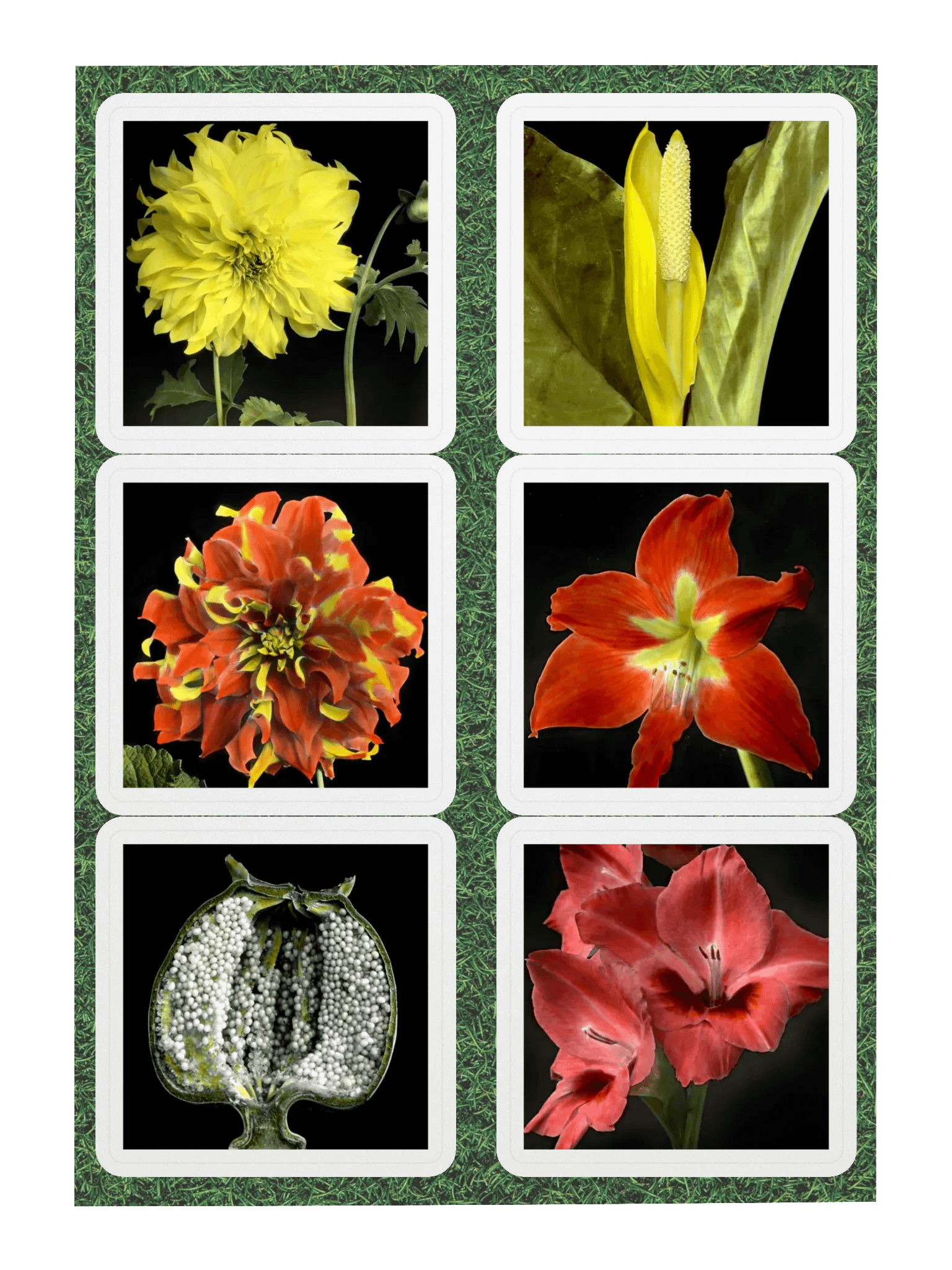 6 fleurs de William Copeland McCalla • planche A5 product image (3)