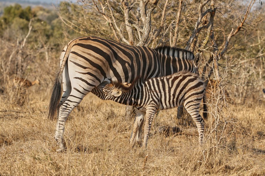 Zebra product image (1)